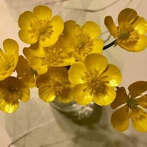 Meet your Posher, Joanne